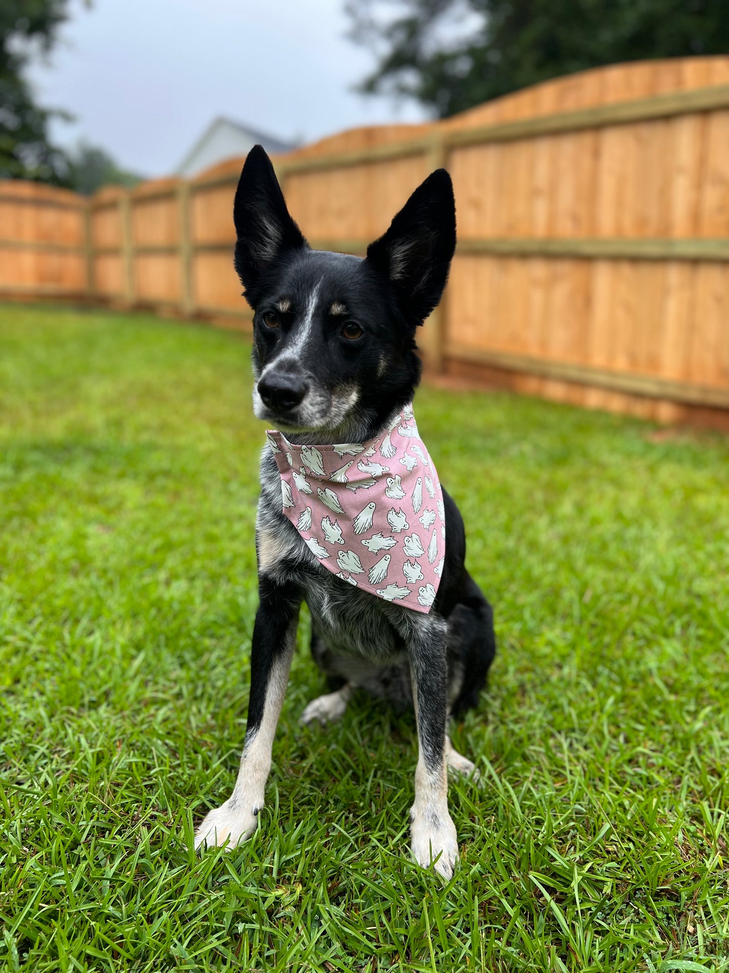 Dog Bandanas