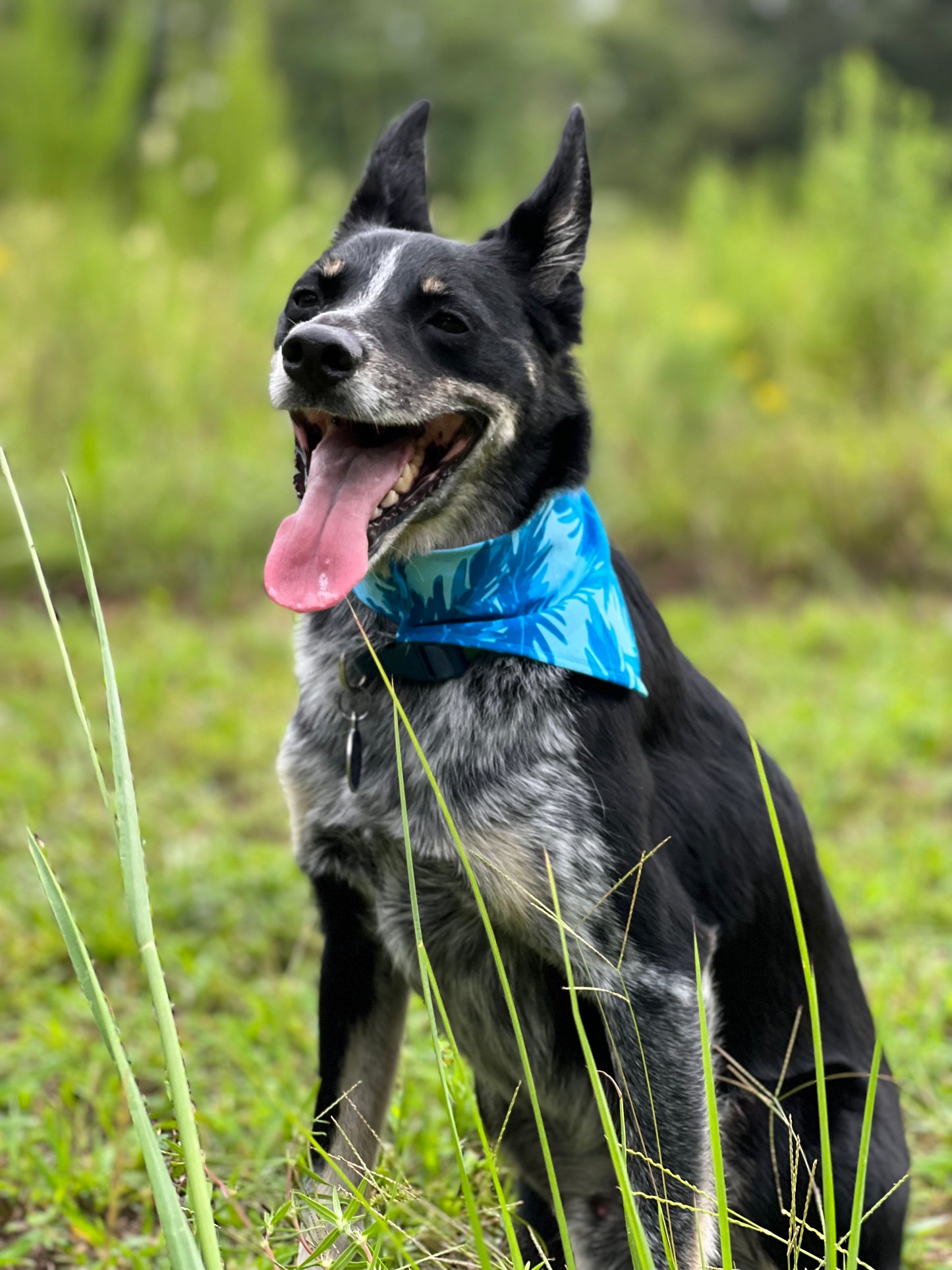 Dog Bandanas