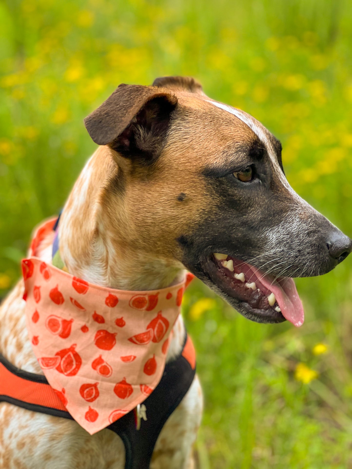 Dog Bandanas