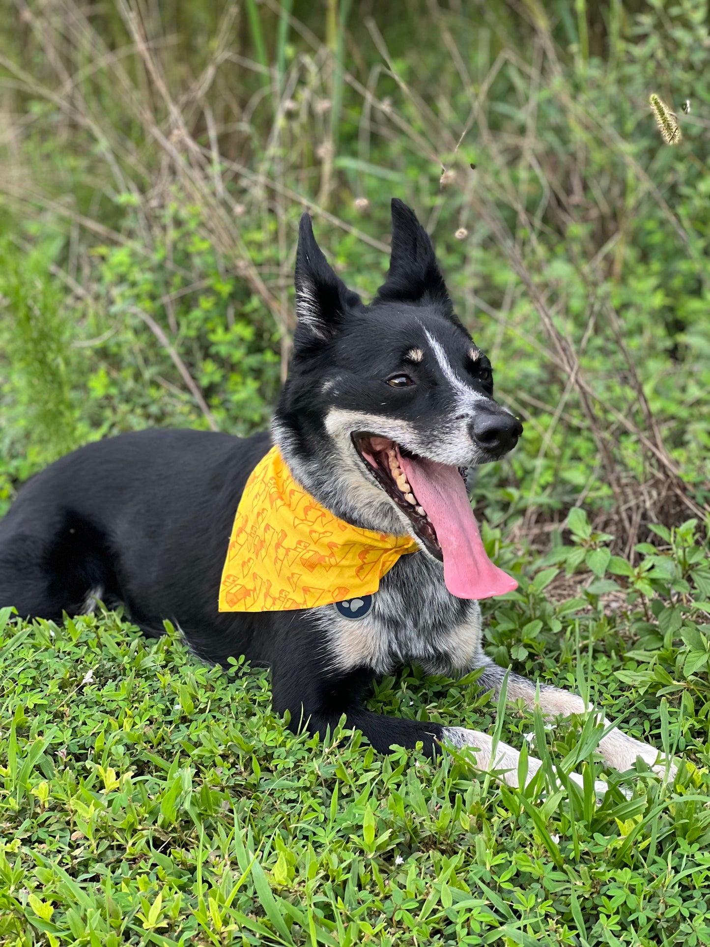 Dog Bandanas