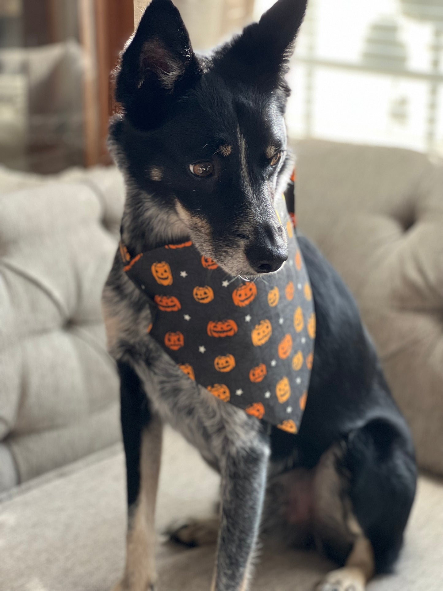 Dog Bandanas