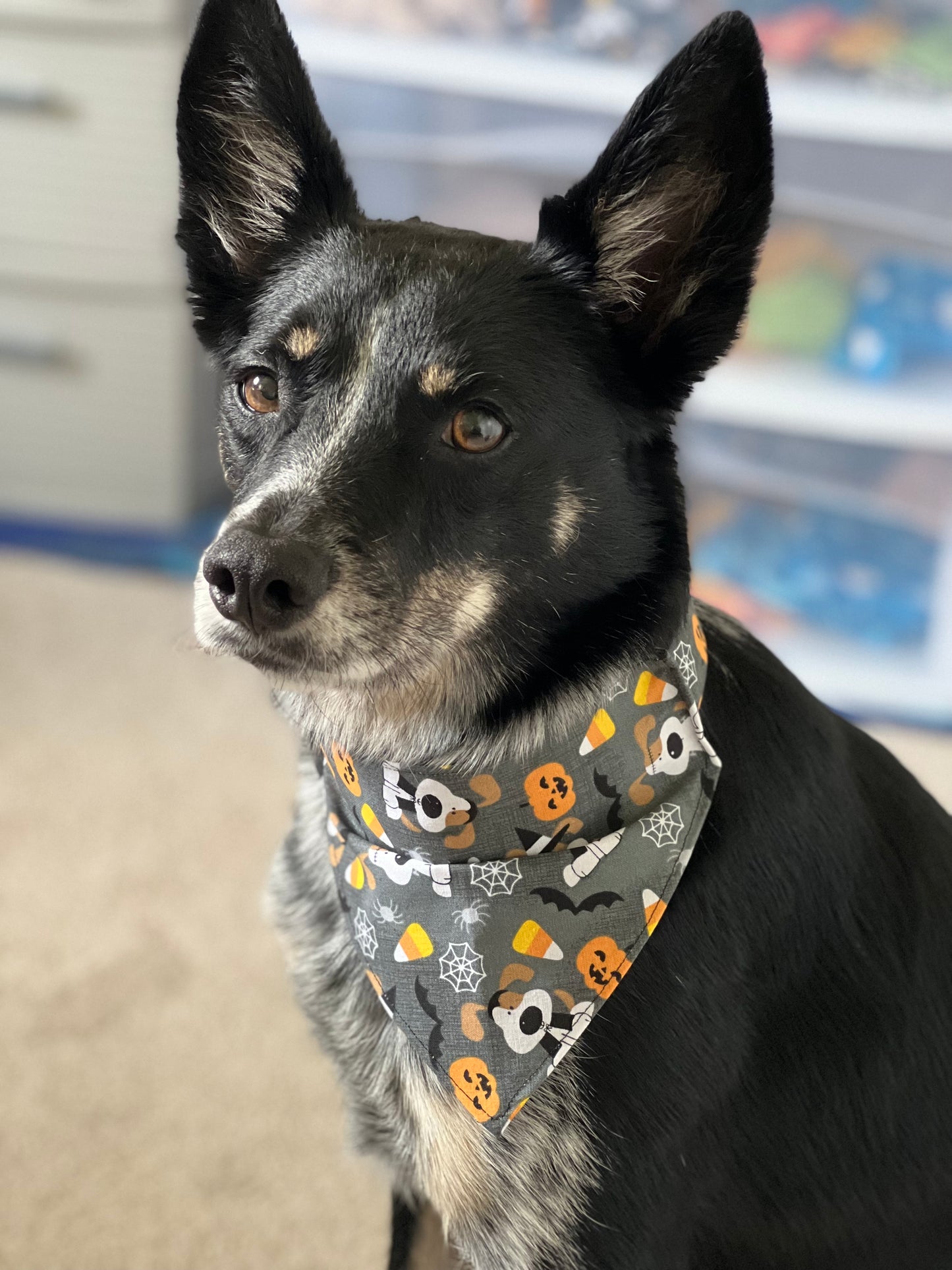 Dog Bandanas