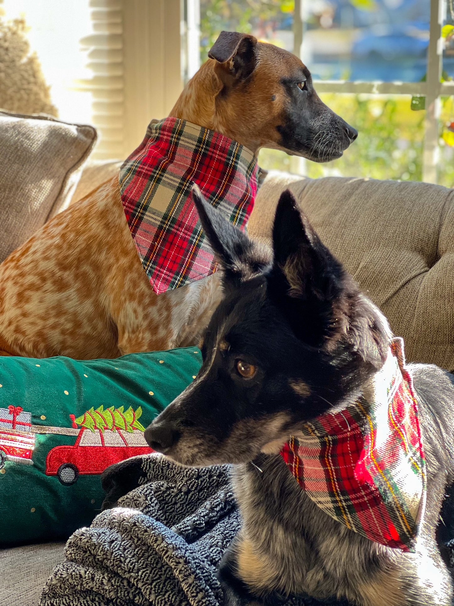 Dog Bandanas